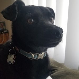 Meet your Posher, Abigail